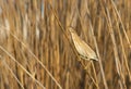 Little bittern, Ixobrychus minutus. A female bird sits on a cane stalk on the river Royalty Free Stock Photo