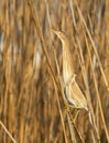 Little bittern, Ixobrychus minutus. A female bird sits on a cane stalk on the river Royalty Free Stock Photo