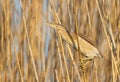 Little bittern, Ixobrychus minutus. A female bird sits on a cane stalk on the river Royalty Free Stock Photo