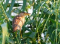 Little bittern, Ixobrychus minutus. The female bird sits in a thicket of reeds Royalty Free Stock Photo