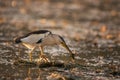 Little bittern Ixobrychus minutus with a frog in its beak Royalty Free Stock Photo