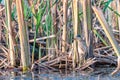 Little bittern Ixobrychus minutus hiding in the reeds Royalty Free Stock Photo