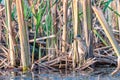 Little bittern Ixobrychus minutus hiding in the reeds