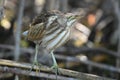 Little Bittern Ixobrychus minutus Royalty Free Stock Photo