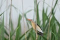 Little Bittern Ixobrychus minutus Royalty Free Stock Photo