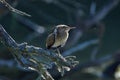 Little Bittern Ixobrychus minutus Royalty Free Stock Photo