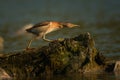 Little bittern Ixobrychus minutus Royalty Free Stock Photo