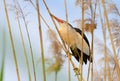 Little bittern, Ixobrychus minutus. A male bird sits in a thicket of reeds on the river bank Royalty Free Stock Photo