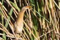 Little Bittern, Ixobrychus minutus. The male bird is sitting in the reeds on the river bank Royalty Free Stock Photo
