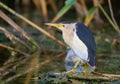 Little bittern, Ixobrychus minutus. A male bird stands in the middle of a pond on broken reed stalks, he is fishing Royalty Free Stock Photo