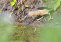 Little bittern, Ixobrychus minutus. The male bird stands on the shore of the pond and carefully peers into the water, waiting for Royalty Free Stock Photo