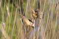 Little Bittern, Ixobrychus minutus. Male and female birds are sitting on the cane stalks Royalty Free Stock Photo