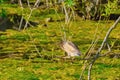 Little Bittern Ixobrychus Minutus Royalty Free Stock Photo