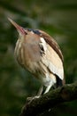 Little Bittern, Ixobrychus minutus, sitting on the branch with bee. Wildlife animal scene from nature. Birdwatching in Hungary. De Royalty Free Stock Photo