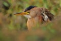 Little Bittern - Ixobrychus minutus Royalty Free Stock Photo