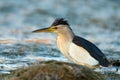 Little bittern Ixobrychus minutus standing in the water and looking for food Royalty Free Stock Photo