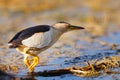 Little bittern Ixobrychus minutus standing in the water and looking for food Royalty Free Stock Photo