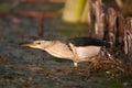 Little bittern Ixobrychus minutus standing in the water and looking for food Royalty Free Stock Photo