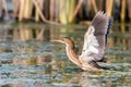 Little bittern Ixobrychus minutus stands in the water Royalty Free Stock Photo