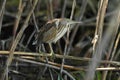 Little Bittern Ixobrychus minutus Royalty Free Stock Photo