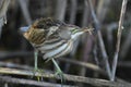 Little Bittern Ixobrychus minutus Royalty Free Stock Photo