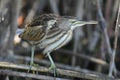 Little Bittern Ixobrychus minutus Royalty Free Stock Photo