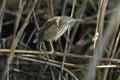 Little Bittern Ixobrychus minutus Royalty Free Stock Photo