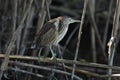 Little Bittern Ixobrychus minutus Royalty Free Stock Photo