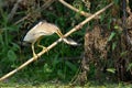 Little bittern (ixobrychus minutus)