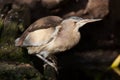 Little bittern (Ixobrychus minutus). Royalty Free Stock Photo