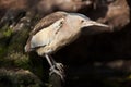 Little bittern (Ixobrychus minutus). Royalty Free Stock Photo