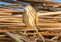 Little bittern on the lookout Royalty Free Stock Photo