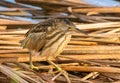 Little bittern on the lookout Royalty Free Stock Photo