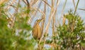 Little bittern on the lookout Royalty Free Stock Photo