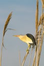 Little bittern, male / Ixobrychus Royalty Free Stock Photo