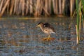 Little bittern male Ixobrychus minutus, in the wild Royalty Free Stock Photo