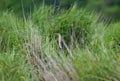 A little bittern male