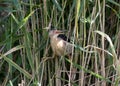 A little bittern male