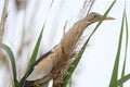 A little bittern male is photographed in its natural habitat