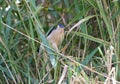 A little bittern male is photographed in its natural habitat Royalty Free Stock Photo