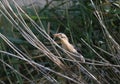 A little bittern male is photographed in its natural habitat