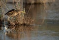 Little Bittern ready for fishing at Asker marsh, Bahrain