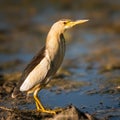 Little bittern standing in the water and looking at the camera Royalty Free Stock Photo