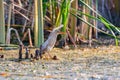 Little bittern standing in the water and looking for food Royalty Free Stock Photo