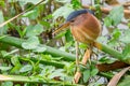 Little Bittern