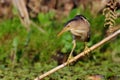 Little bittern watching (ixobrychus minutus) Royalty Free Stock Photo