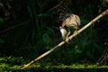 Little bittern watching (ixobrychus minutus)