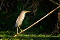 Little bittern watching (ixobrychus minutus)