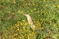 Little bittern among yellow wild flowers. Ixobrychus minutus Royalty Free Stock Photo