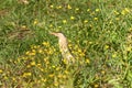 Little bittern among yellow wild flowers. Ixobrychus minutus Royalty Free Stock Photo